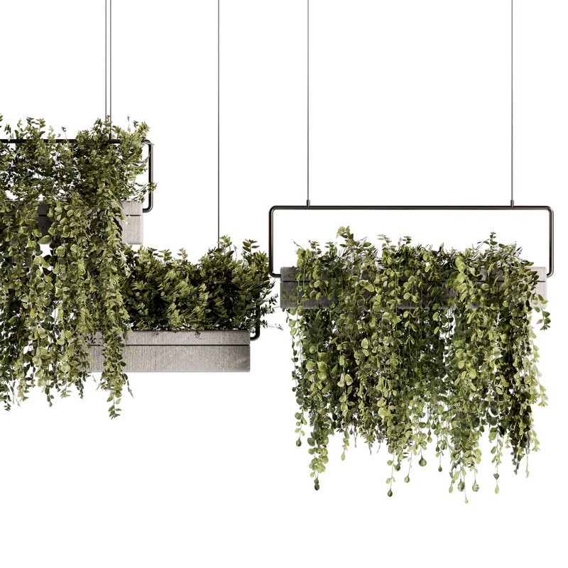 Indoorplants- Hanging Plants – Set-54 - Image 3