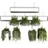 Indoorplants- Hanging Plants – Set-55 - Thumbnail 1