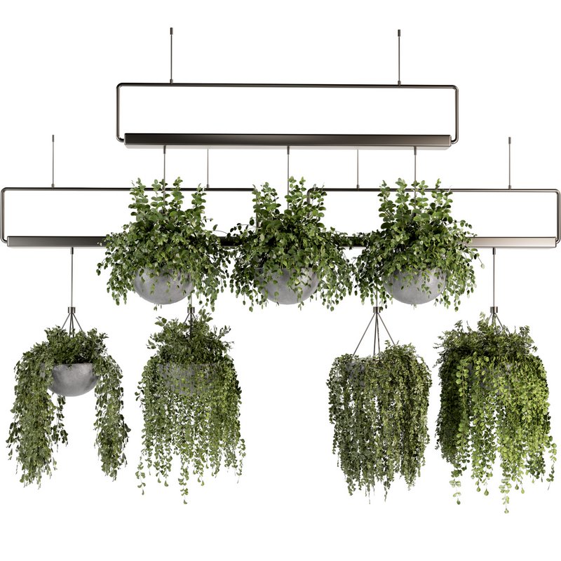 Indoorplants- Hanging Plants – Set-55 - Image 1