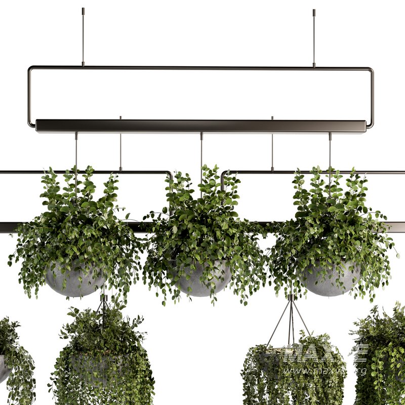 Indoorplants- Hanging Plants – Set-55 - Image 3