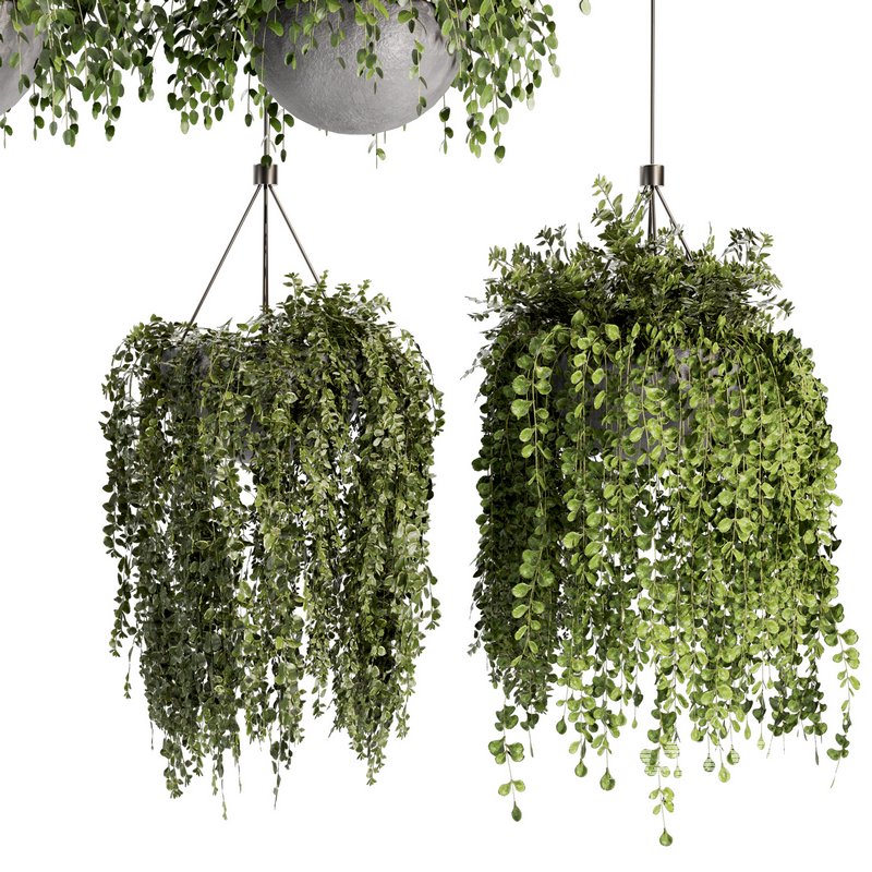 Indoorplants- Hanging Plants – Set-55 - Image 2