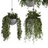 Indoorplants- Hanging Plants – Set-55 - Thumbnail 4