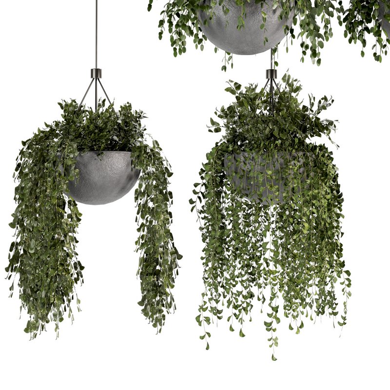 Indoorplants- Hanging Plants – Set-55 - Image 4