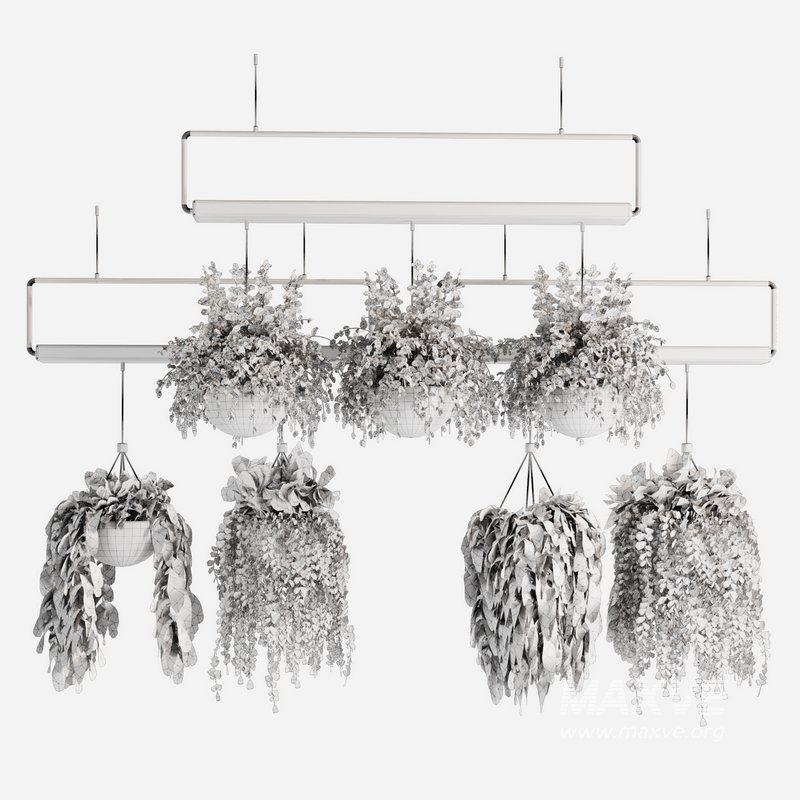 Indoorplants- Hanging Plants – Set-55 - Image 5