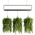 Indoorplants- Hanging Plants – Set-56 - Thumbnail 1