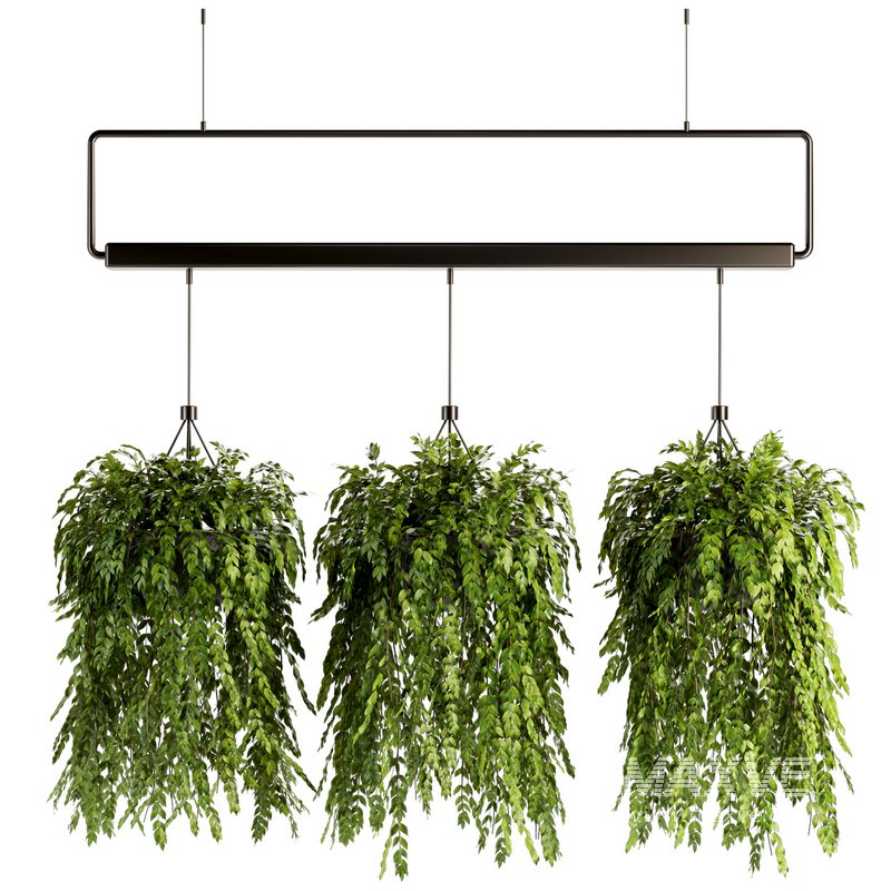 Indoorplants- Hanging Plants – Set-56 - Image 1