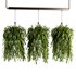 Indoorplants- Hanging Plants – Set-56 - Thumbnail 2