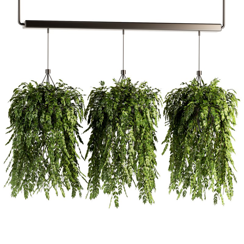 Indoorplants- Hanging Plants – Set-56 - Image 2