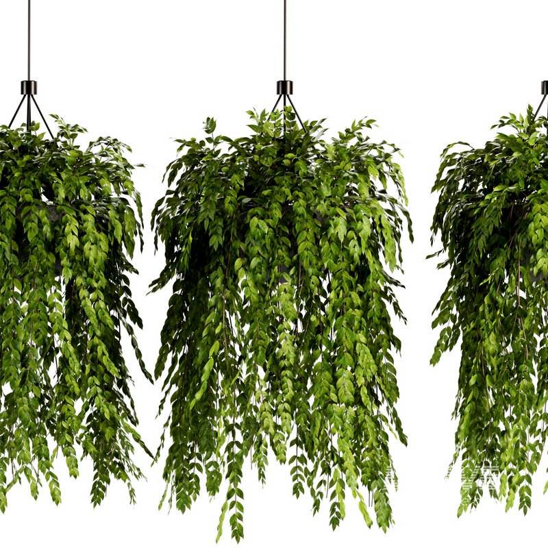 Indoorplants- Hanging Plants – Set-56 - Image 3