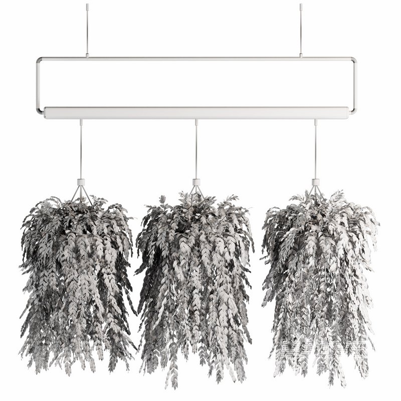 Indoorplants- Hanging Plants – Set-56 - Image 4