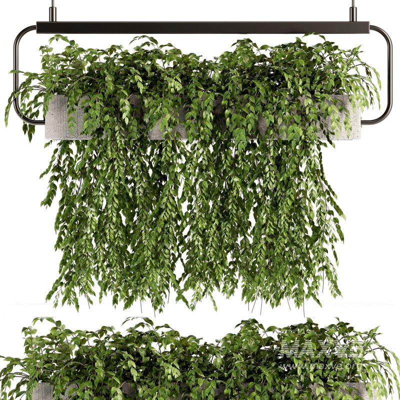 Indoorplants- Hanging Plants – Set-57 - Image 3
