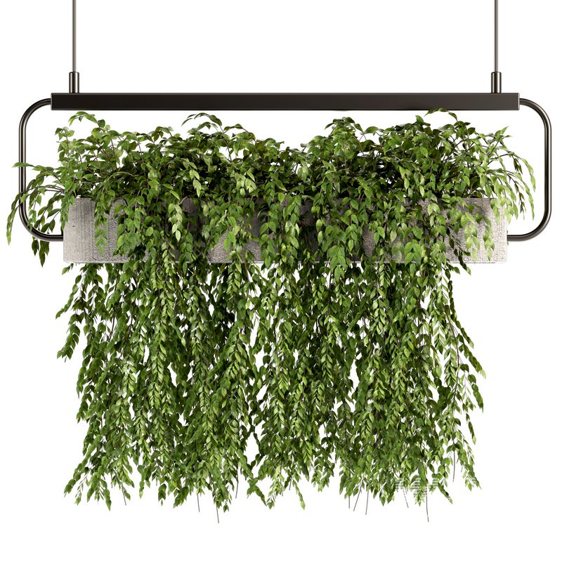 Indoorplants- Hanging Plants – Set-57 - Image 1