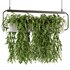 Indoorplants- Hanging Plants – Set-57 - Thumbnail 2