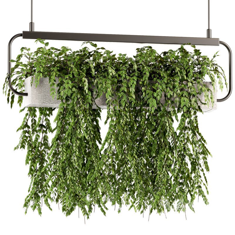 Indoorplants- Hanging Plants – Set-57 - Image 2