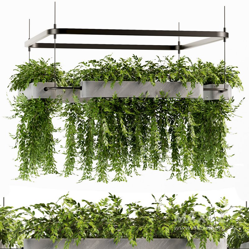 Indoorplants- Hanging Plants – Set-58 - Image 2