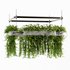 Indoorplants- Hanging Plants – Set-58 - Thumbnail 3