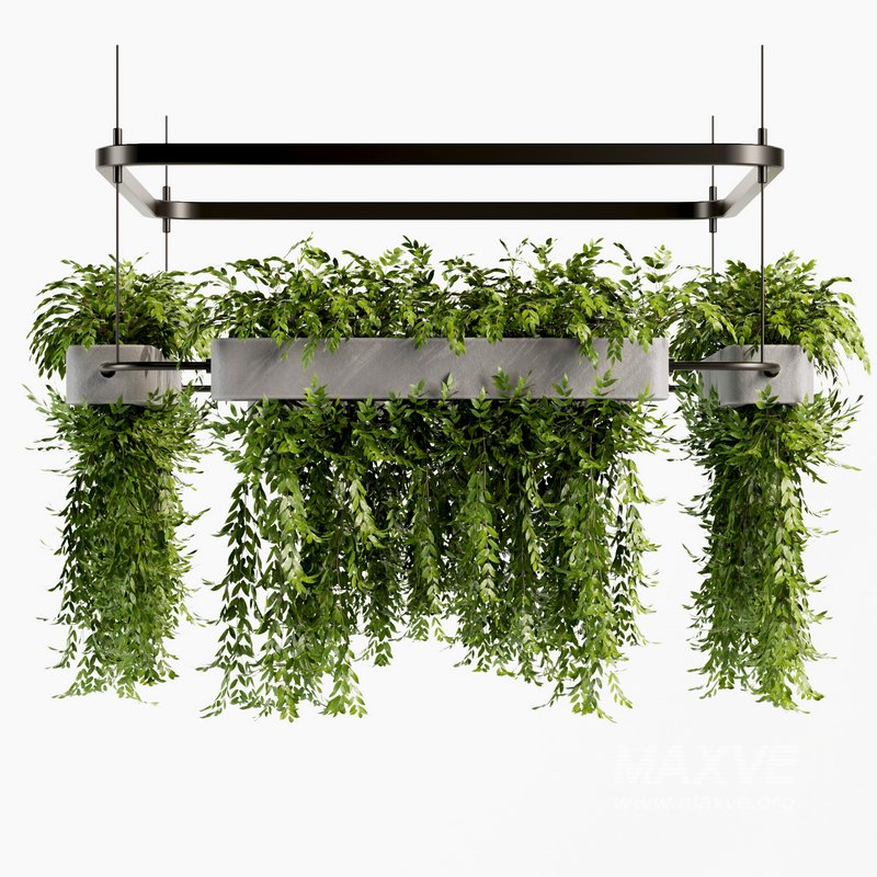Indoorplants- Hanging Plants – Set-58 - Image 1