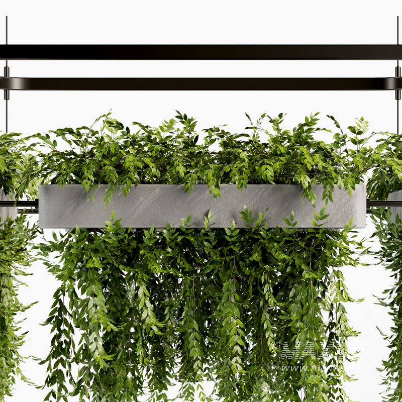 Indoorplants- Hanging Plants – Set-58 - Image 5