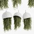 Indoorplants- Hanging Plants – Set-59 - Thumbnail 1