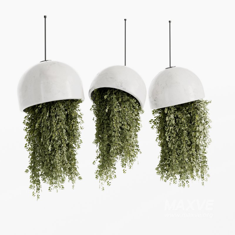Indoorplants- Hanging Plants – Set-59 - Image 2