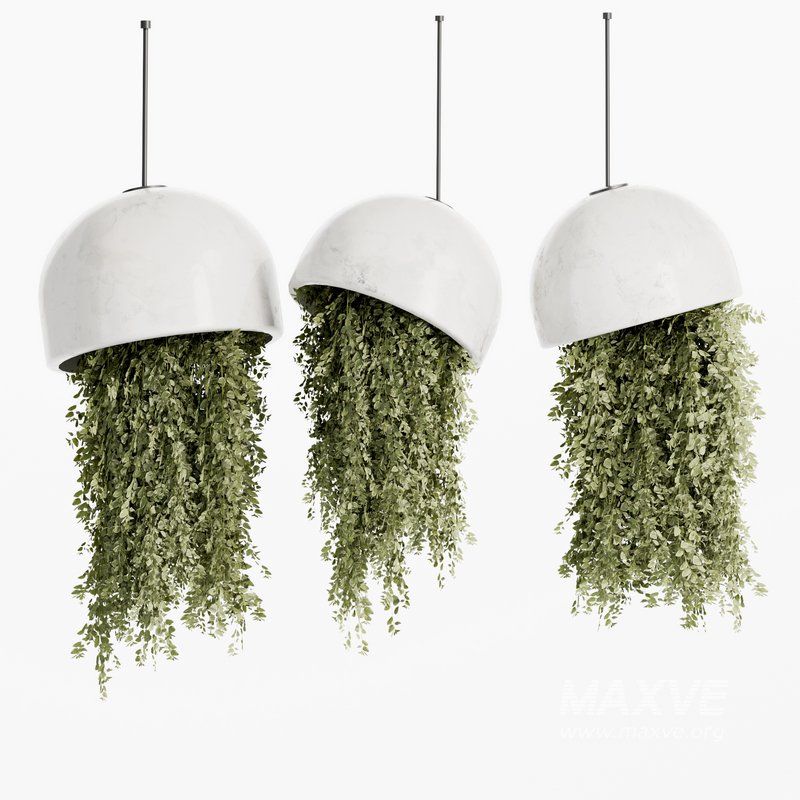 Indoorplants- Hanging Plants – Set-59 - Image 3