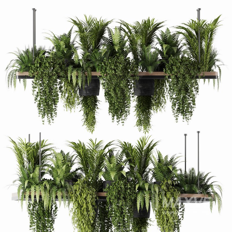 Indoorplants- Hanging Plants – Set-60 - Image 2