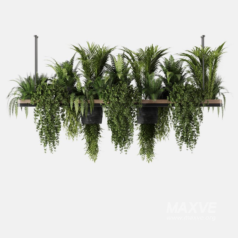 Indoorplants- Hanging Plants – Set-60 - Image 7