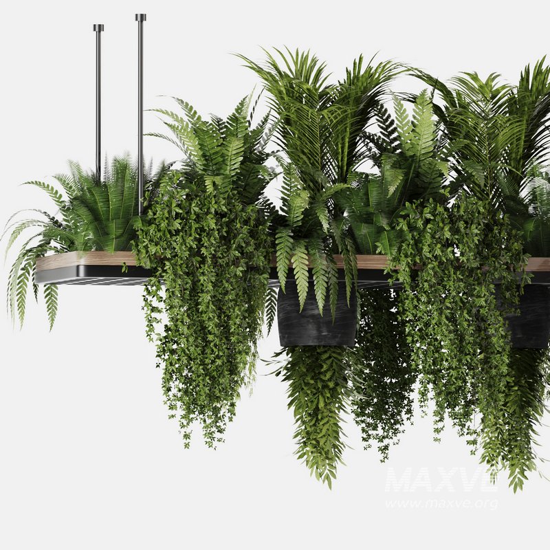 Indoorplants- Hanging Plants – Set-60 - Image 3