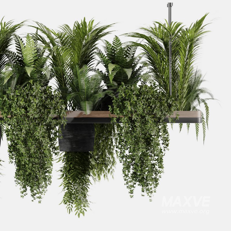 Indoorplants- Hanging Plants – Set-60 - Image 5