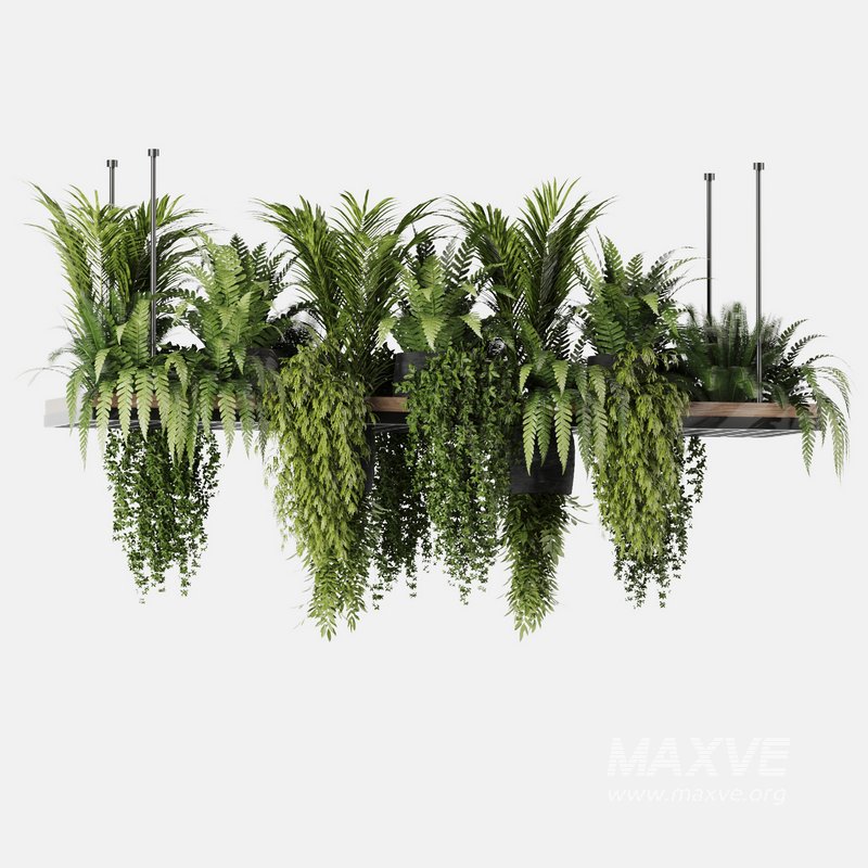 Indoorplants- Hanging Plants – Set-60 - Image 4
