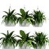 Indoorplants- Hanging Plants – Set-62 - Thumbnail 1