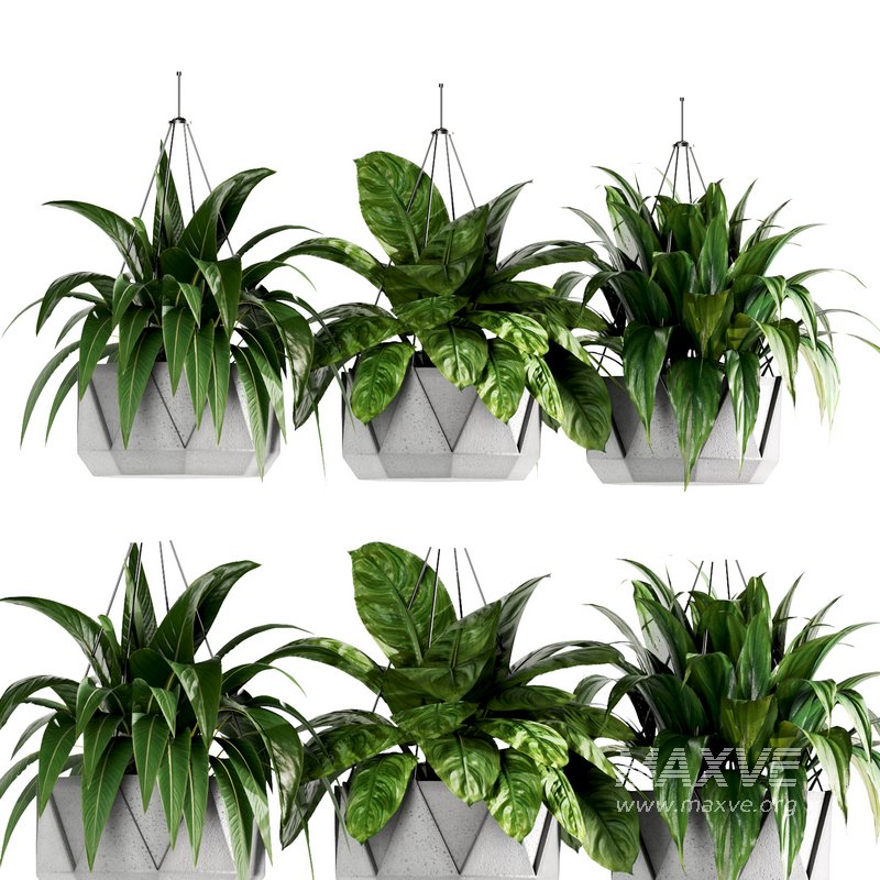 Indoorplants- Hanging Plants – Set-62 - Image 1