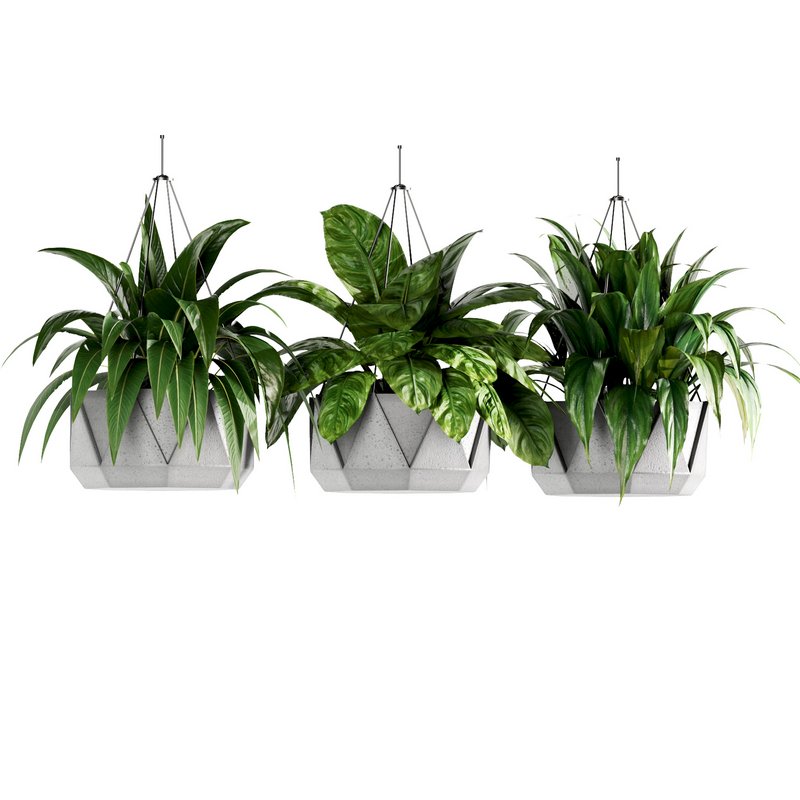 Indoorplants- Hanging Plants – Set-62 - Image 2