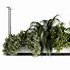 Indoorplants-Hanging plants set-64 - Thumbnail 4