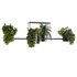 Indoorplants-Hanging plants set-65 - Thumbnail 4