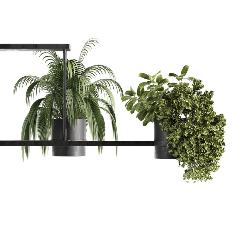 Indoorplants-Hanging plants set-65 - Image 3