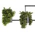 Indoorplants-Hanging plants set-65 - Thumbnail 6