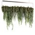 Indoorplants- Hanging Plants – Set50 - Thumbnail 4
