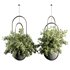 Indoorplants-Hanging set-70 - Thumbnail 2