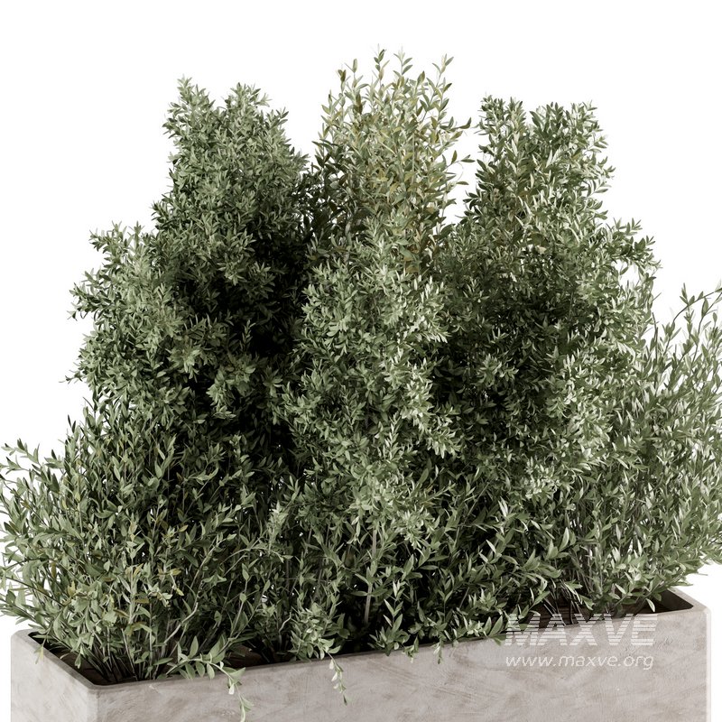 Indoorplants-set139 - Image 4