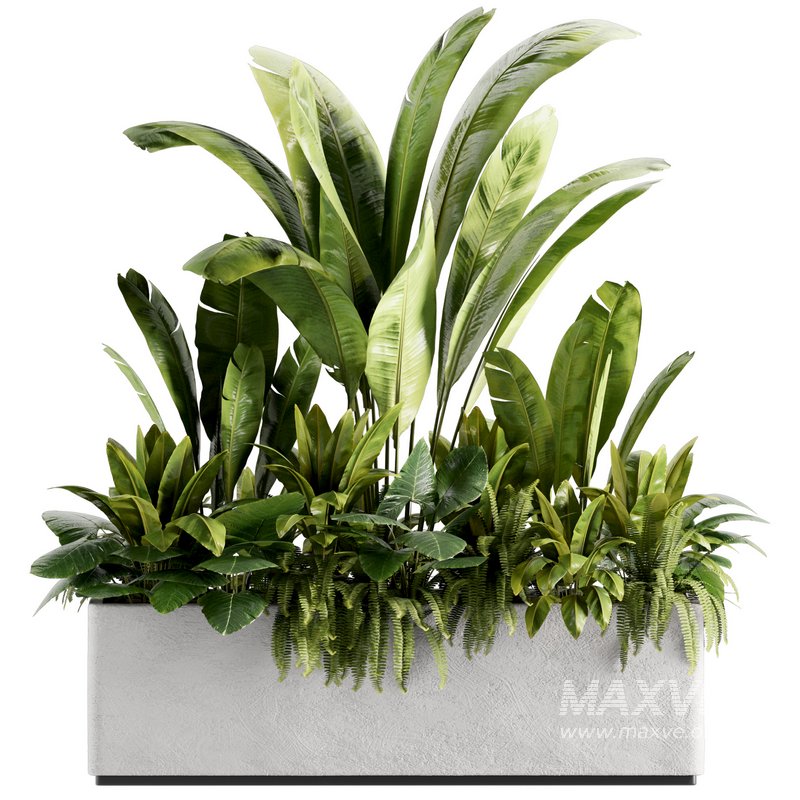 IndoorPlants set142 - Image 3