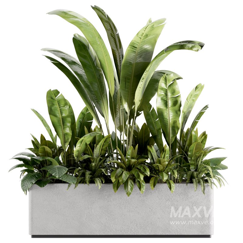 IndoorPlants set142 - Image 5