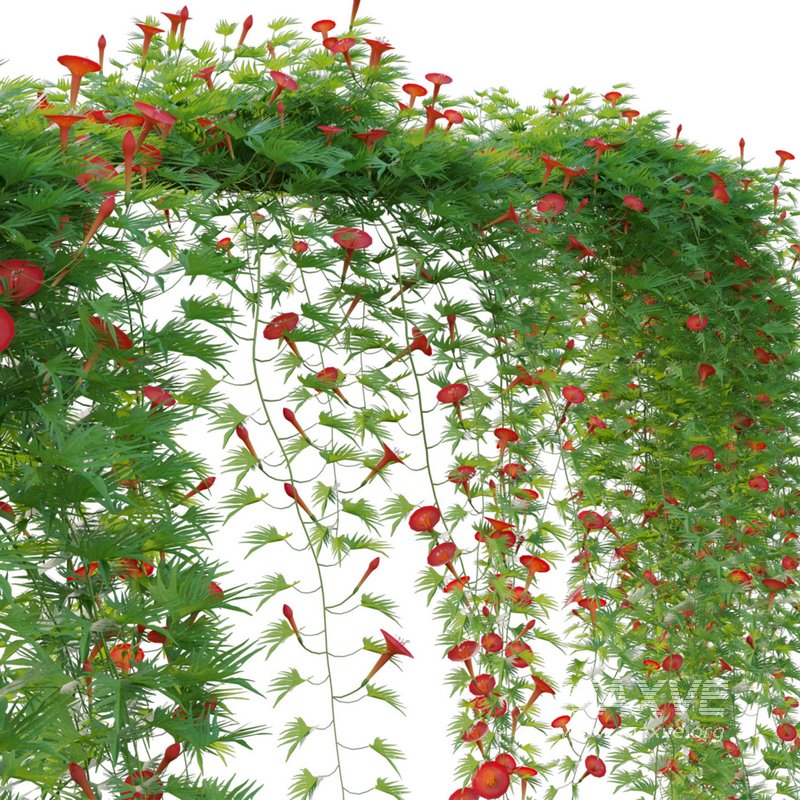 Ipomoea sloteri – Cardinal Climber 01 - Image 3