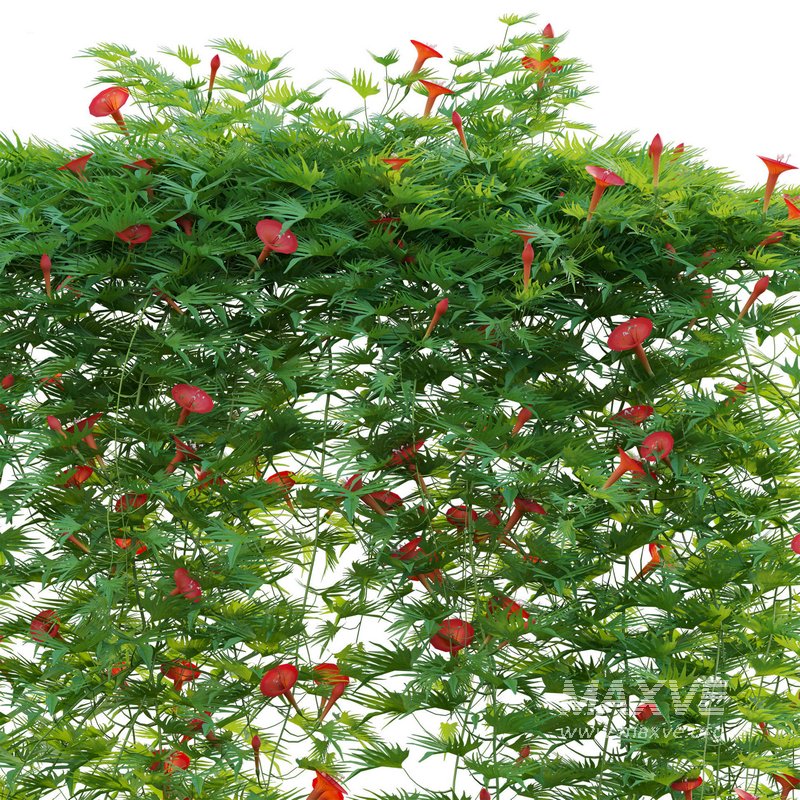 Ipomoea sloteri – Cardinal Climber 01 - Image 4