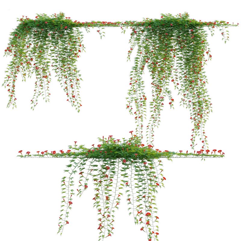 Ipomoea sloteri – Cardinal Climber 01 - Image 2