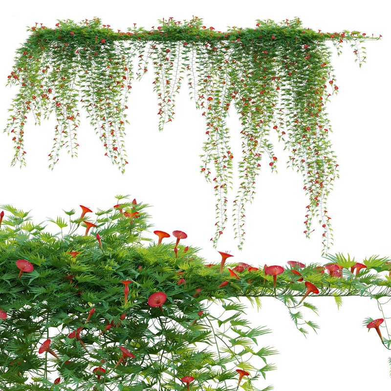 Ipomoea sloteri – Cardinal Climber 01 - Image 1