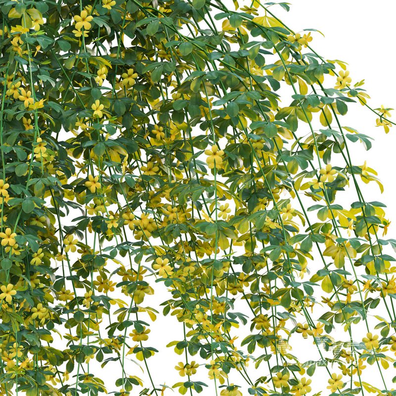 Jasminum mesnyi – Primrose Jasmine 02 - Image 2