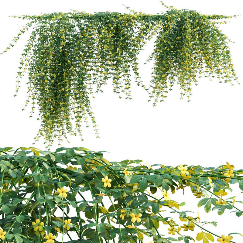 Jasminum mesnyi – Primrose Jasmine 02 - Image 1