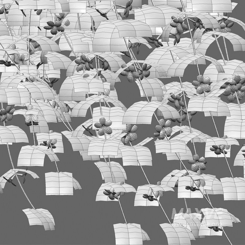 Jasminum mesnyi – Primrose Jasmine 02 - Image 4