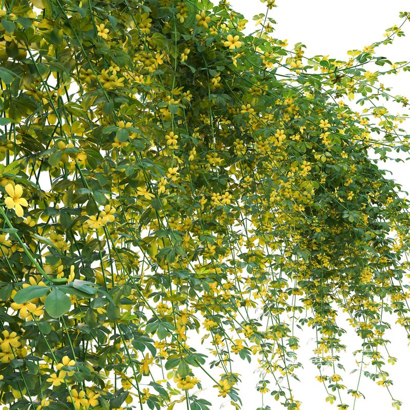 Jasminum mesnyi – Primrose Jasmine 02 - Image 3